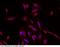 Solute Carrier Family 2 Member 4 antibody, 100733-T42, Sino Biological, Immunohistochemistry frozen image 