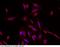 Solute Carrier Family 2 Member 4 antibody, 100733-T42, Sino Biological, Immunohistochemistry frozen image 