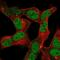 Zinc Finger Protein 12 antibody, NBP2-55975, Novus Biologicals, Immunocytochemistry image 