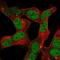 GIOT3 antibody, NBP2-55975, Novus Biologicals, Immunocytochemistry image 