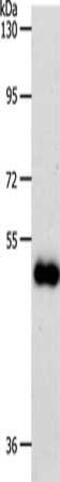 Solute Carrier Family 39 Member 6 antibody, CSB-PA933661, Cusabio, Western Blot image 