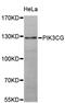 Phosphatidylinositol-4,5-Bisphosphate 3-Kinase Catalytic Subunit Gamma antibody, A0266, ABclonal Technology, Western Blot image 
