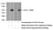 ArfGAP With RhoGAP Domain, Ankyrin Repeat And PH Domain 3 antibody, 22578-1-AP, Proteintech Group, Western Blot image 