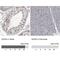 Germ Cell Nuclear Acidic Peptidase antibody, NBP1-85993, Novus Biologicals, Immunohistochemistry paraffin image 