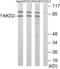 FAST Kinase Domains 2 antibody, abx013818, Abbexa, Western Blot image 