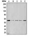 Cyclin L1 antibody, orb215237, Biorbyt, Western Blot image 