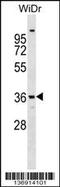 Annexin A9 antibody, 58-913, ProSci, Western Blot image 