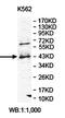 GTPase Era, mitochondrial antibody, orb78308, Biorbyt, Western Blot image 