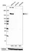 Myocardin Related Transcription Factor A antibody, NBP1-88498, Novus Biologicals, Western Blot image 