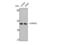 Serine/Threonine Kinase 17b antibody, STJ92776, St John