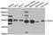 TEA Domain Transcription Factor 1 antibody, MBS9126018, MyBioSource, Western Blot image 