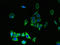 Transmembrane Protein 176B antibody, LS-C376843, Lifespan Biosciences, Immunofluorescence image 