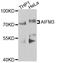 Apoptosis Inducing Factor Mitochondria Associated 3 antibody, STJ111329, St John