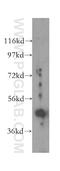 LIM domain-binding protein 1 antibody, 16650-1-AP, Proteintech Group, Western Blot image 