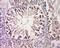 G Protein-Coupled Receptor 27 antibody, orb157342, Biorbyt, Immunohistochemistry paraffin image 