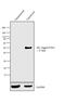Histidine Ammonia-Lyase antibody, MA1-21315-HRP, Invitrogen Antibodies, Western Blot image 