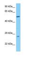 Mastermind Like Domain Containing 1 antibody, orb327347, Biorbyt, Western Blot image 