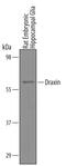 Dorsal Inhibitory Axon Guidance Protein antibody, AF6149, R&D Systems, Western Blot image 