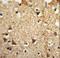 Eukaryotic Translation Initiation Factor 2A antibody, LS-C167676, Lifespan Biosciences, Immunohistochemistry frozen image 