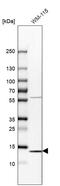 Fatty Acid Binding Protein 7 antibody, HPA028825, Atlas Antibodies, Western Blot image 