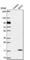 Bone Marrow Stromal Cell Antigen 2 antibody, NBP1-85760, Novus Biologicals, Western Blot image 