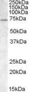 Fragile X Mental Retardation 1 antibody, PA5-19127, Invitrogen Antibodies, Western Blot image 