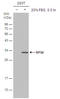 Ribosomal Protein S6 antibody, GTX633811, GeneTex, Western Blot image 