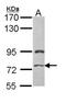 Prickle Planar Cell Polarity Protein 3 antibody, NBP1-33511, Novus Biologicals, Western Blot image 