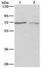Protein Tyrosine Phosphatase Non-Receptor Type 6 antibody, orb107436, Biorbyt, Western Blot image 