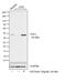 Serpin Family E Member 1 antibody, MON I-1-02, Invitrogen Antibodies, Western Blot image 