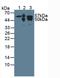 Keratin 7 antibody, LS-C295014, Lifespan Biosciences, Western Blot image 