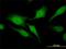 Regulator Of G Protein Signaling 20 antibody, H00008601-M04, Novus Biologicals, Immunofluorescence image 