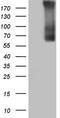 Thyroglobulin antibody, LS-C339077, Lifespan Biosciences, Western Blot image 