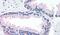 Lysyl Oxidase Like 2 antibody, PA5-32899, Invitrogen Antibodies, Immunohistochemistry frozen image 