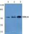 Sphingosine-1-Phosphate Receptor 4 antibody, A09413-1, Boster Biological Technology, Western Blot image 