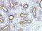 Epithelial Splicing Regulatory Protein 2 antibody, NBP2-13972, Novus Biologicals, Immunohistochemistry frozen image 