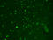Hyperpolarization Activated Cyclic Nucleotide Gated Potassium And Sodium Channel 2 antibody, GTX41986, GeneTex, Immunocytochemistry image 
