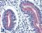 Serpin Family A Member 6 antibody, LS-B3713, Lifespan Biosciences, Immunohistochemistry frozen image 