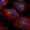 Ajuba LIM Protein antibody, PA5-52264, Invitrogen Antibodies, Immunofluorescence image 