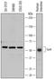 Growth Arrest Specific 6 antibody, AF885, R&D Systems, Western Blot image 
