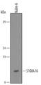 S100 Calcium Binding Protein A16 antibody, AF5180, R&D Systems, Western Blot image 