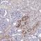 Pre-MRNA Processing Factor 38A antibody, PA5-63569, Invitrogen Antibodies, Immunohistochemistry frozen image 