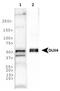 Double homeobox protein 4 antibody, NBP1-49552, Novus Biologicals, Western Blot image 