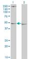 Pyruvate Dehydrogenase Kinase 3 antibody, H00005165-M01, Novus Biologicals, Western Blot image 