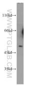 Cholinergic Receptor Nicotinic Alpha 10 Subunit antibody, 55291-1-AP, Proteintech Group, Western Blot image 