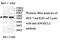 Angel Homolog 2 antibody, MBS415908, MyBioSource, Western Blot image 