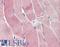 Sirtuin 4 antibody, LS-B2493, Lifespan Biosciences, Immunohistochemistry frozen image 