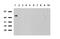 Solute Carrier Family 7 Member 8 antibody, UM570058, Origene, Western Blot image 