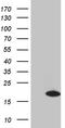 Coiled-Coil-Helix-Coiled-Coil-Helix Domain Containing 10 antibody, TA811808, Origene, Western Blot image 