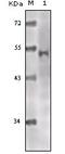 Lysine Acetyltransferase 5 antibody, A01393-1, Boster Biological Technology, Western Blot image 